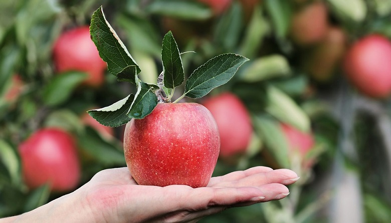 Sanovnik jabuka – šta znači sanjati jabuku?