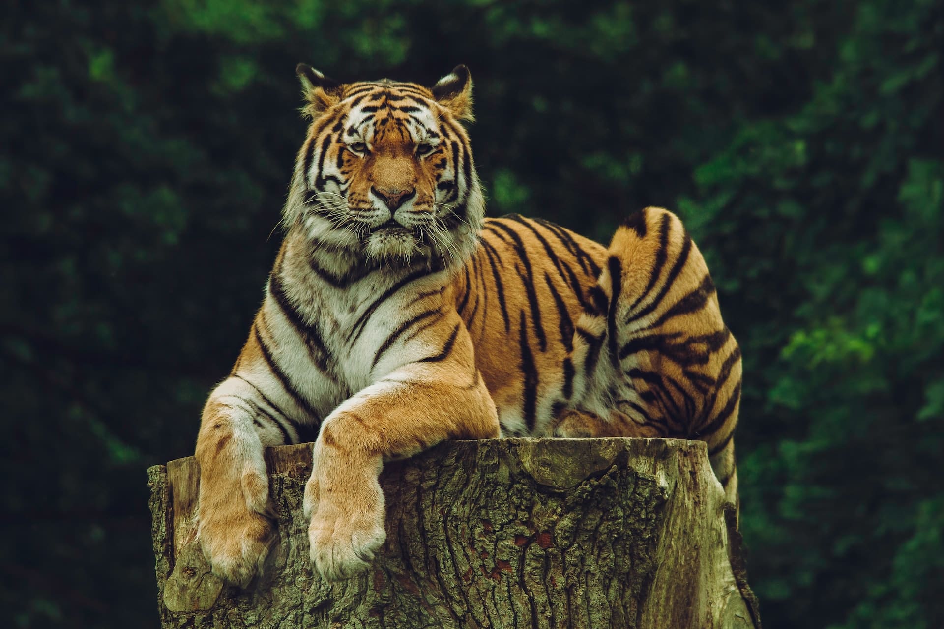 sanjati tigra