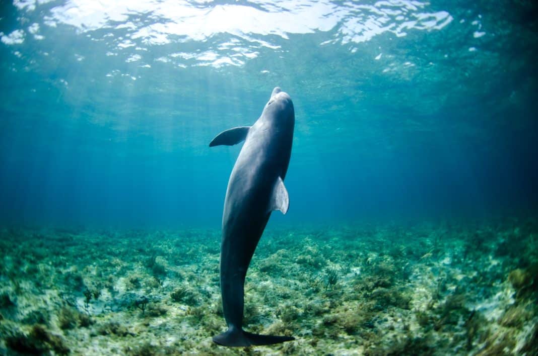 sanjati delfina