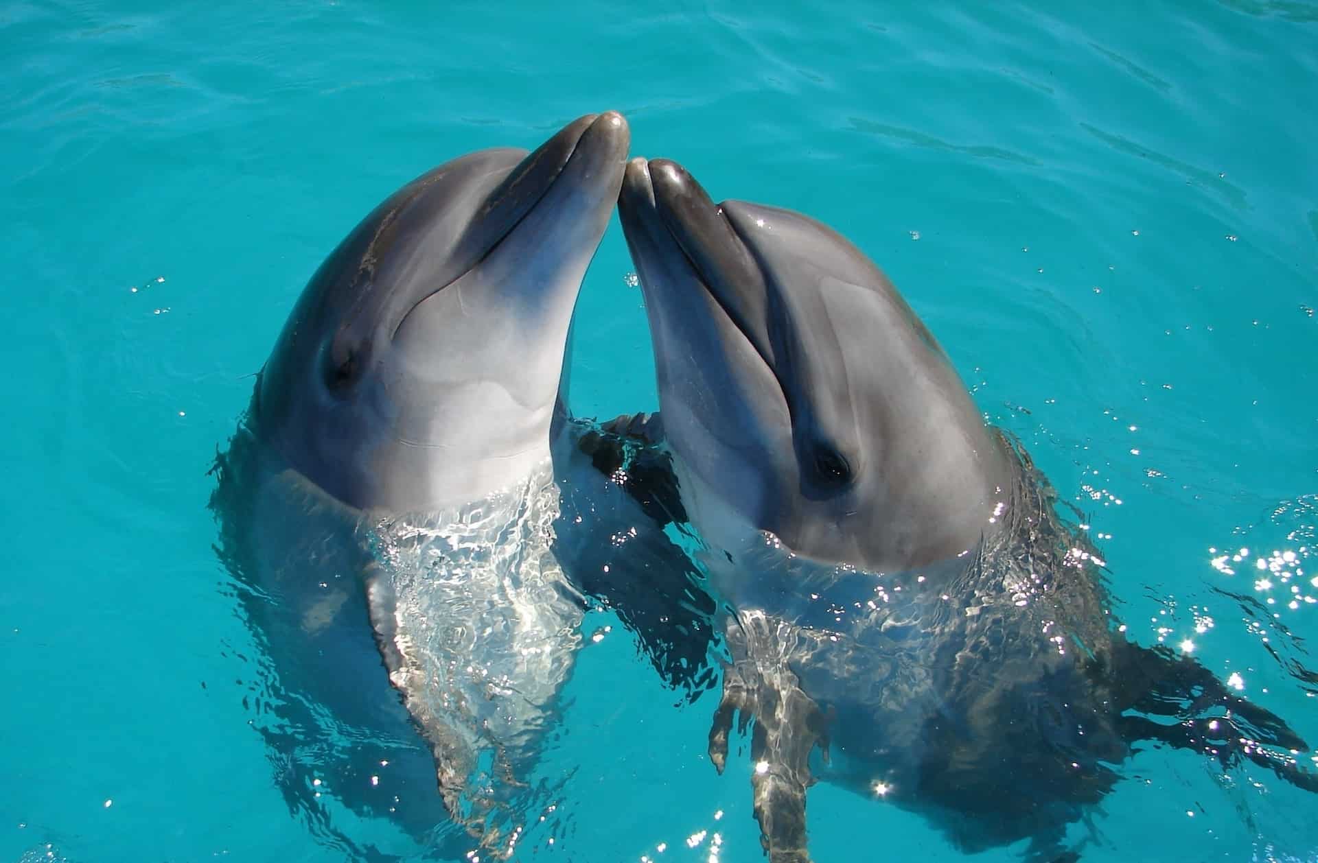 sanjati delfina