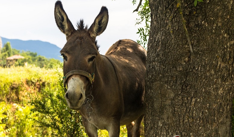 Sanovnik magarac – šta znači sanjati magarca?