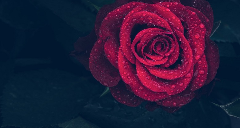 Sanovnik ruža – šta znači sanjati ružu?